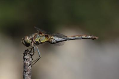 <i>Sympetrum striolatum</i>