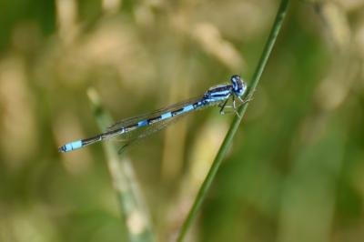 <i>Coenagrion scitulum</i>