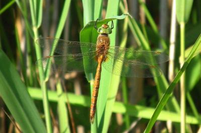 <i>Aeshna isoceles</i>