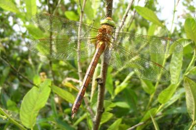 <i>Aeshna isoceles</i>