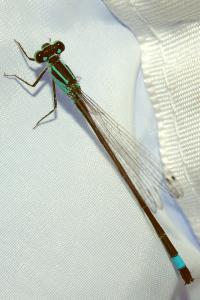 <i>Ischnura elegans</i>