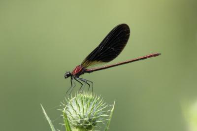 <i>Calopteryx haemorrhoidalis</i>
