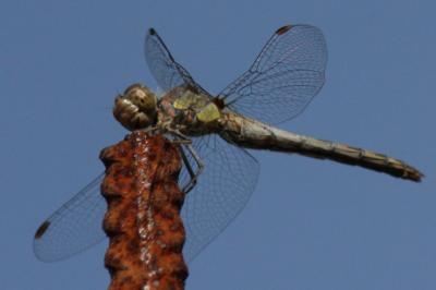 <i>Sympetrum striolatum</i>