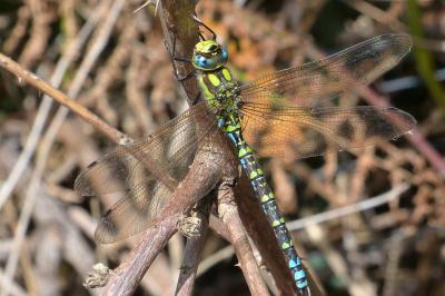 <i>Aeshna cyanea</i>