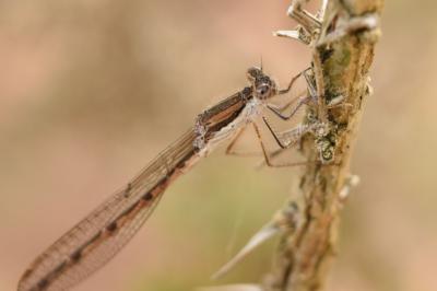 <i>Sympecma fusca</i>
