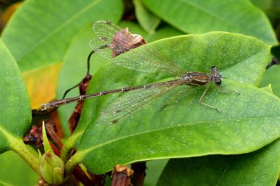 <i>Lestes barbarus</i>