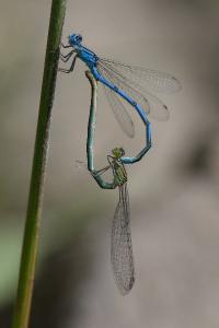 <i>Erythromma lindenii</i>