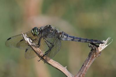 <i>Orthetrum cancellatum</i>