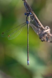 <i>Lestes virens</i>
