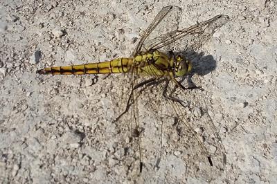 <i>Orthetrum cancellatum</i>