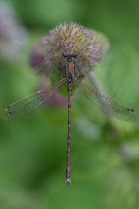 <i>Lestes barbarus</i>
