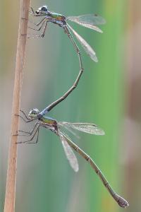 <i>Lestes virens</i>