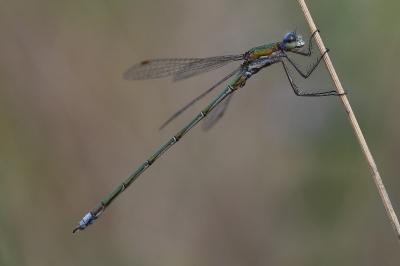 <i>Lestes virens</i>