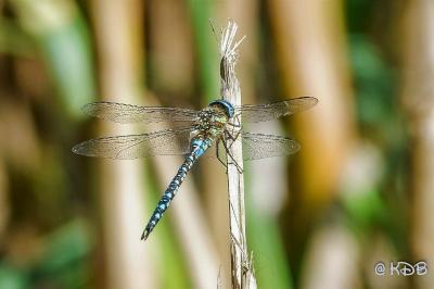 <i>Aeshna mixta</i>