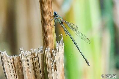 <i>Chalcolestes viridis</i>