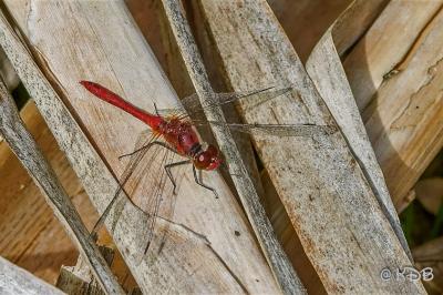 <i>Sympetrum sanguineum</i>