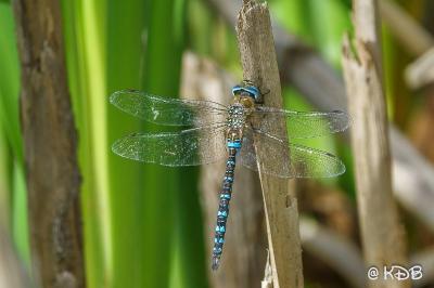 <i>Aeshna mixta</i>
