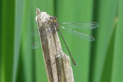<i>Chalcolestes viridis</i>