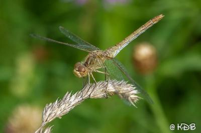 <i>Sympetrum meridionale</i>