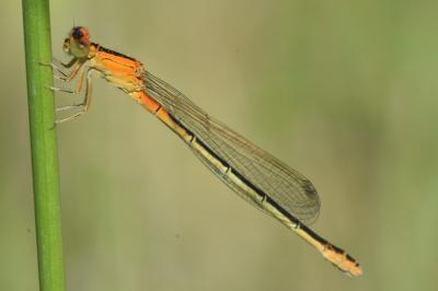 <i>Ischnura pumilio</i>