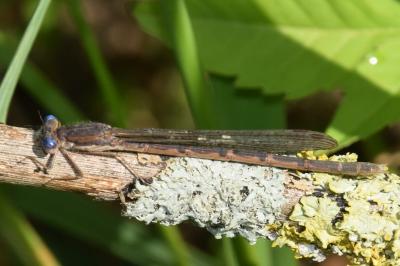 <i>Sympecma fusca</i>