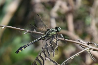 <i>Gomphus vulgatissimus</i>