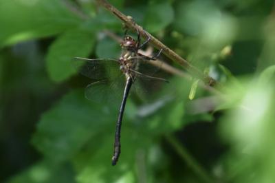 <i>Oxygastra curtisii</i>