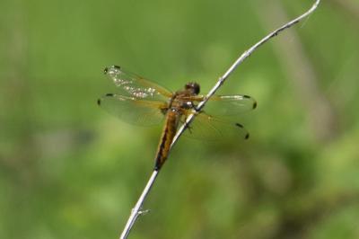 <i>Libellula fulva</i>