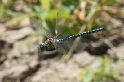 <i>Aeshna affinis</i>
