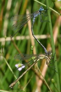<i>Lestes sponsa</i>