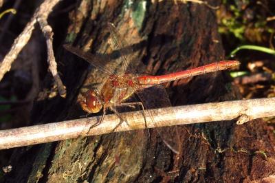 <i>Sympetrum striolatum</i>
