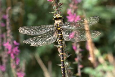 <i>Cordulegaster boltonii</i>