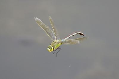 <i>Anax imperator</i>