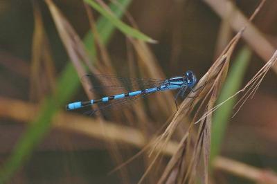 <i>Enallagma cyathigerum</i>
