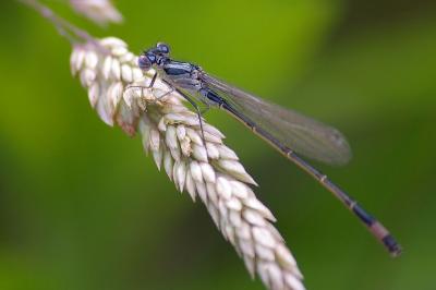 <i>Ischnura elegans</i>