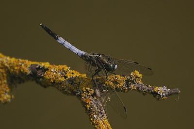 <i>Orthetrum albistylum</i>