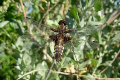 <i>Libellula depressa</i>
