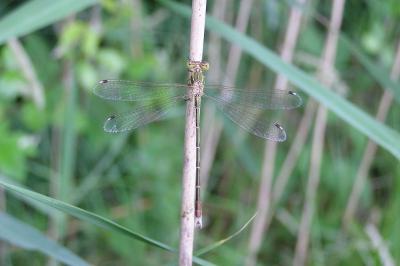 <i>Lestes barbarus</i>