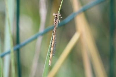 <i>Platycnemis acutipennis</i>