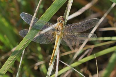 <i>Sympetrum fonscolombii</i>