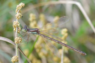 <i>Lestes barbarus</i>