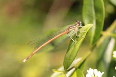 <i>Platycnemis acutipennis</i>