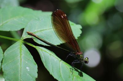 <i>Calopteryx</i>