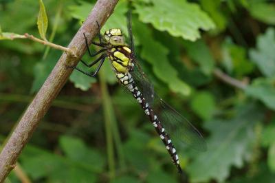 <i>Aeshna cyanea</i>