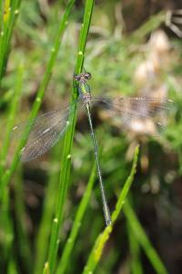 <i>Chalcolestes viridis</i>