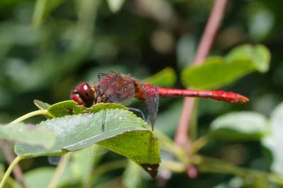 <i>Sympetrum sanguineum</i>