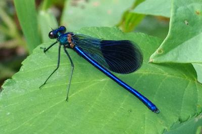<i>Calopteryx splendens</i>