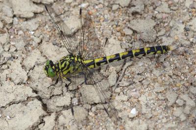 <i>Onychogomphus forcipatus</i>