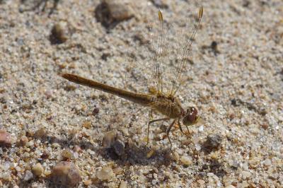 <i>Sympetrum meridionale</i>