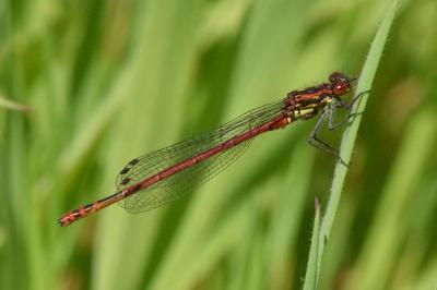 <i>Pyrrhosoma nymphula</i>